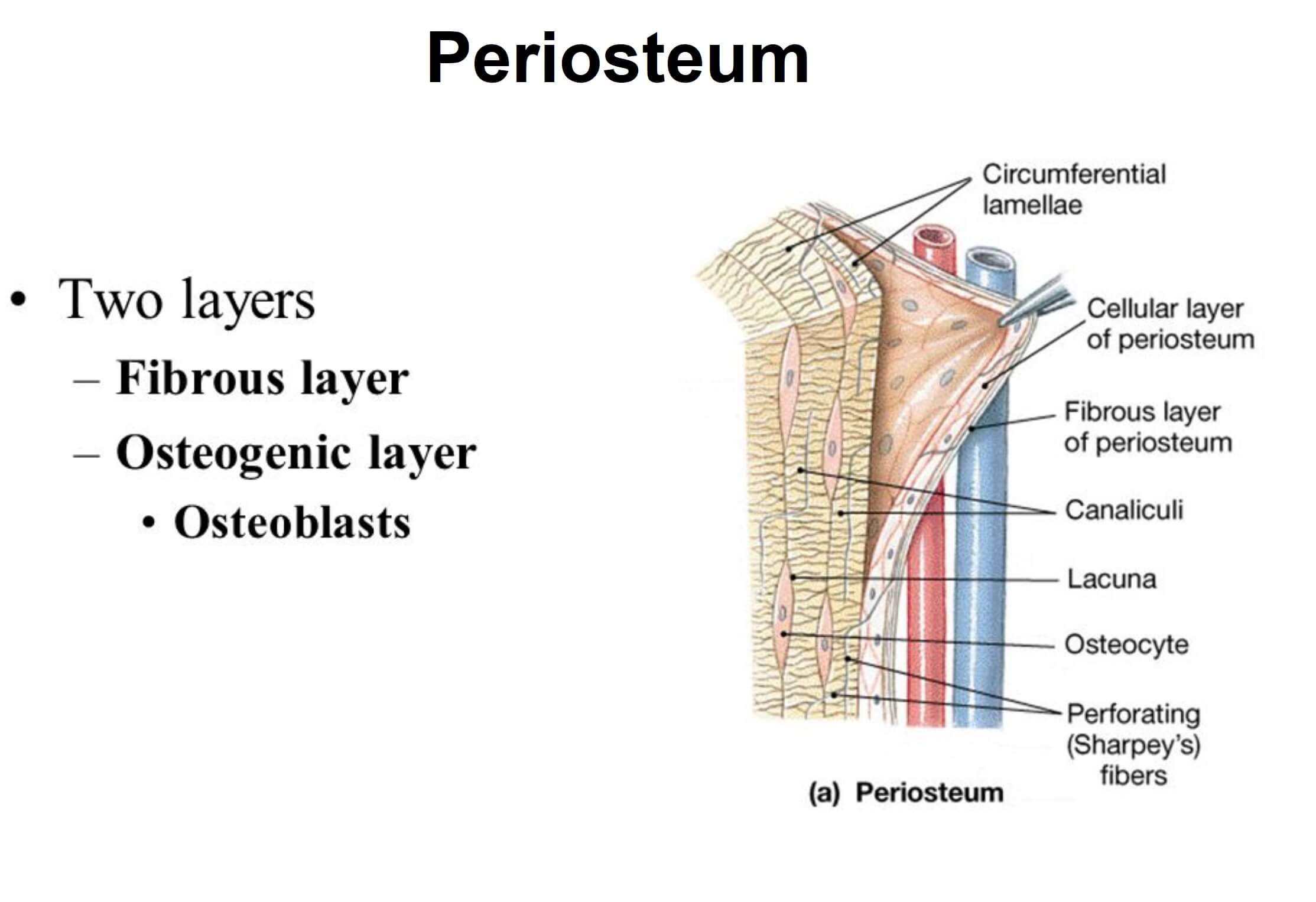 What Is Periosteum News Dentagama