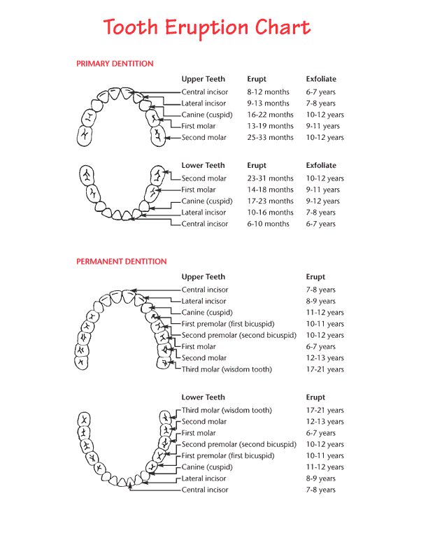 Teeth Eruption Chart For Deciduous And Permanent Teeth News Dentagama