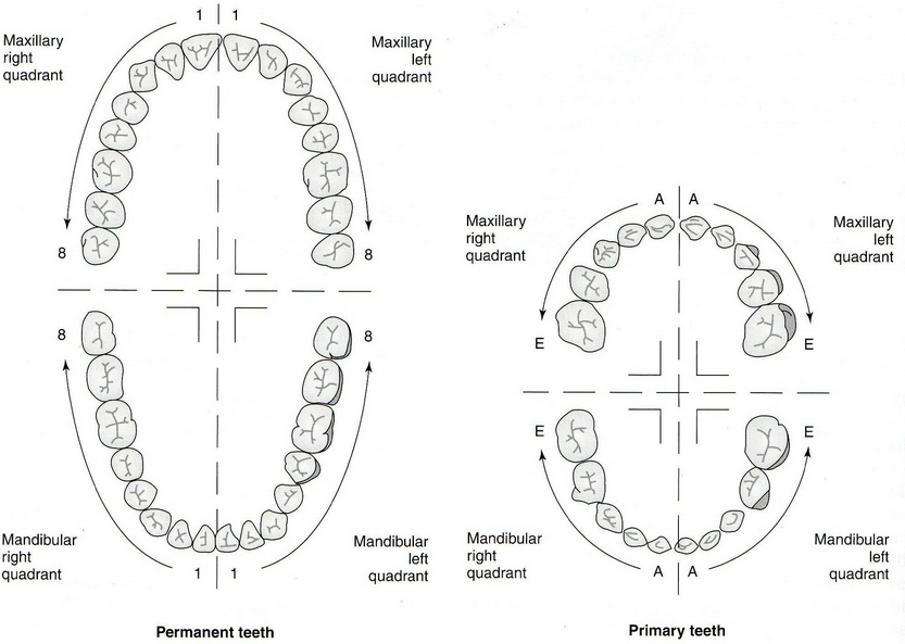 Tooth numbering systems in dentistry News Dentagama