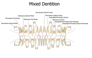 Mixed dentition eruption chart