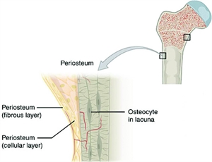 What is Periosteum?