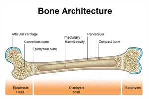 Bone composition and architecture. Periosteum helps with bone regeneration, healing and reconstruction