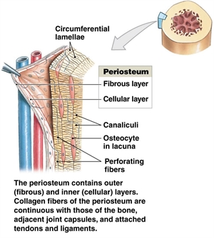 Periosteum consists of blood vessels, connective tissue and nerve supply. Periosteum provides healing, growing and maturing of the bone structure