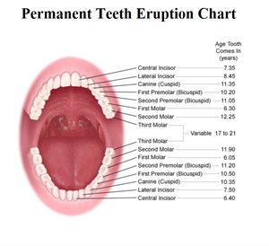 Permanent teeth (adult teeth) eruption chart
