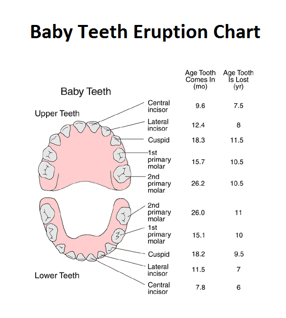 Baby Tooth Eruption Chart