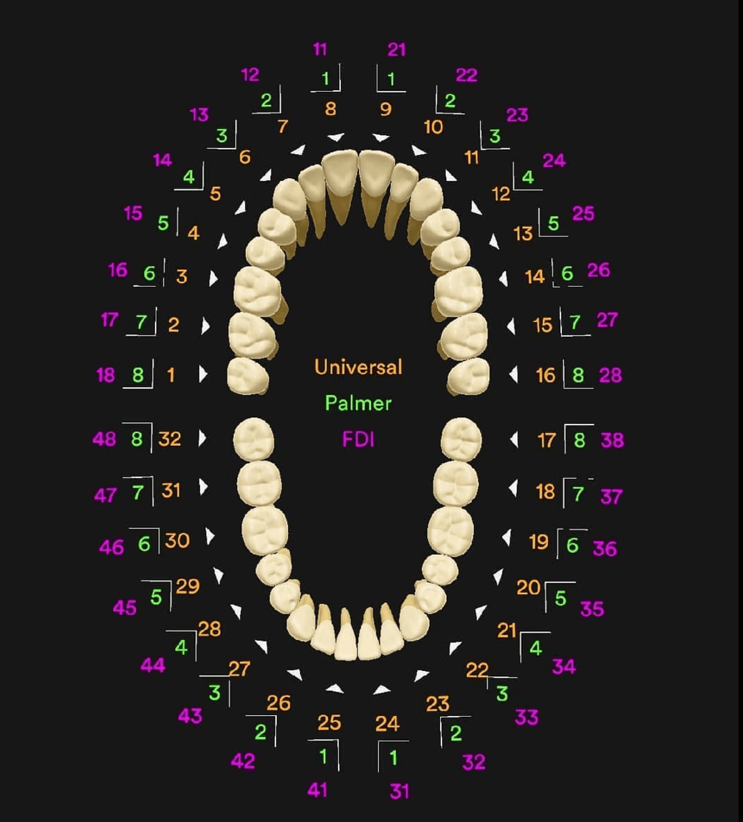 Tooth Numbering System Diagram Svg Pdf Png Ai Teeth Dental Etsy Hong ...