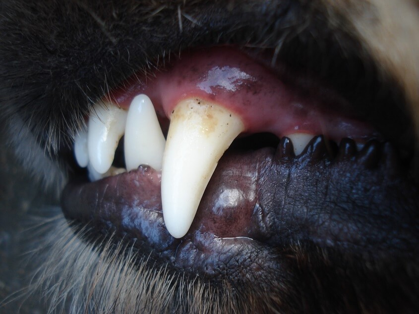 gum disease in dogs