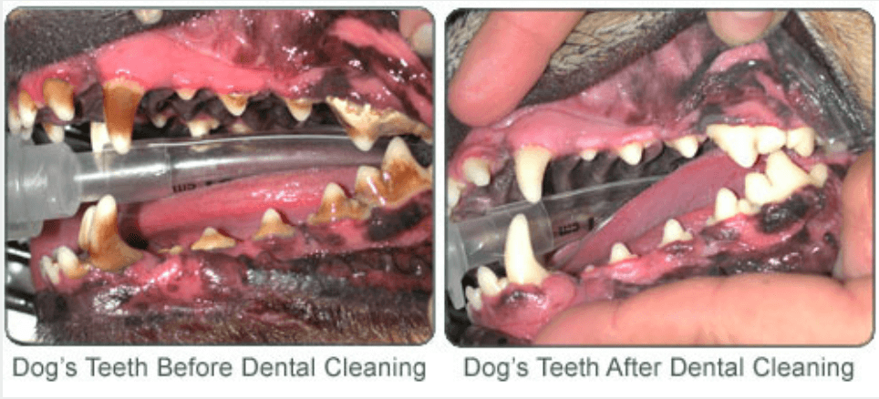 can dogs die from gingivitis