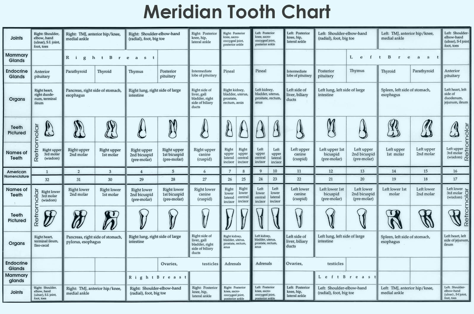Meridian Tooth Chart Teeth To Organs Relationship News Dentagama