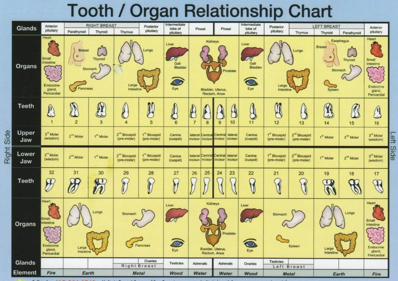 Meridian tooth chart. Teeth to organs relationship | News ...