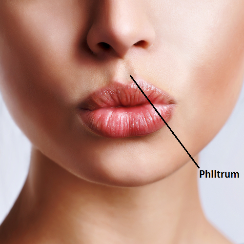 Image result for philtrum