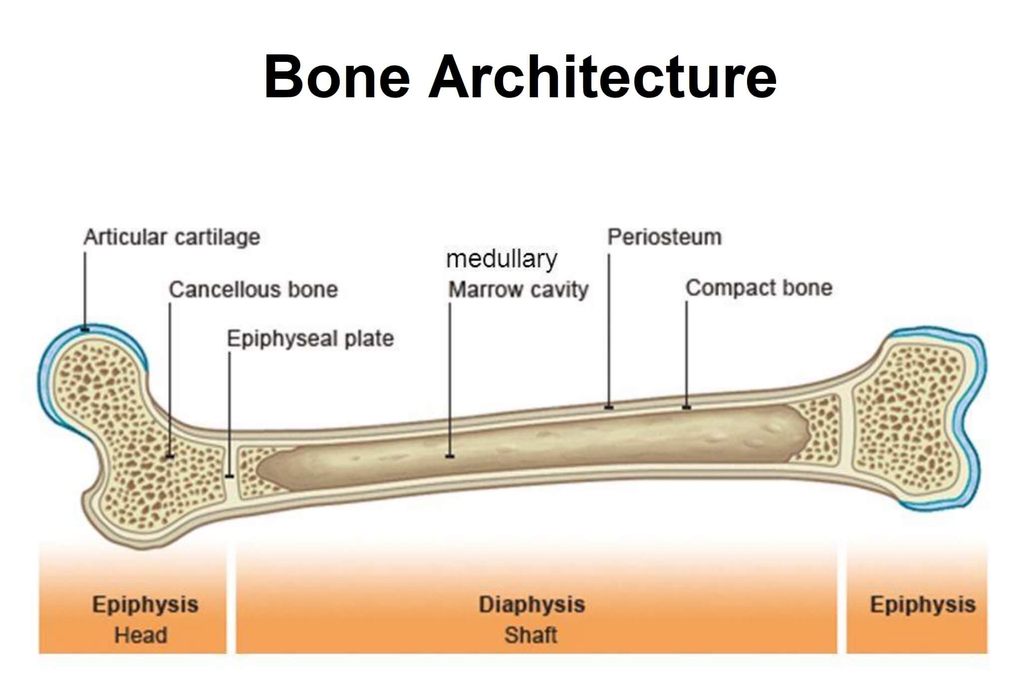 Long bone. Периостеум. Строение длинных костей periosteum. Внешнее строение кости человека. Long Bones.
