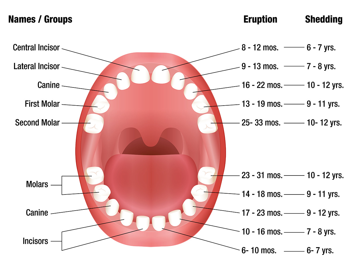 Permanent Tooth Calcification Chart