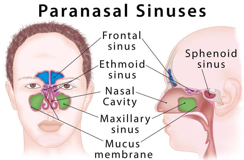 paranasal sinuses openings