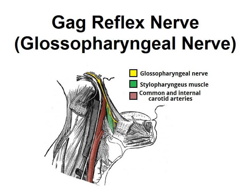 Gag Reflex Nerve Glossopharyngeal Nerve News Dentagama