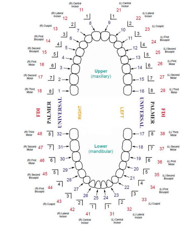 Tooth numbering systems in dentistry | News | Dentagama