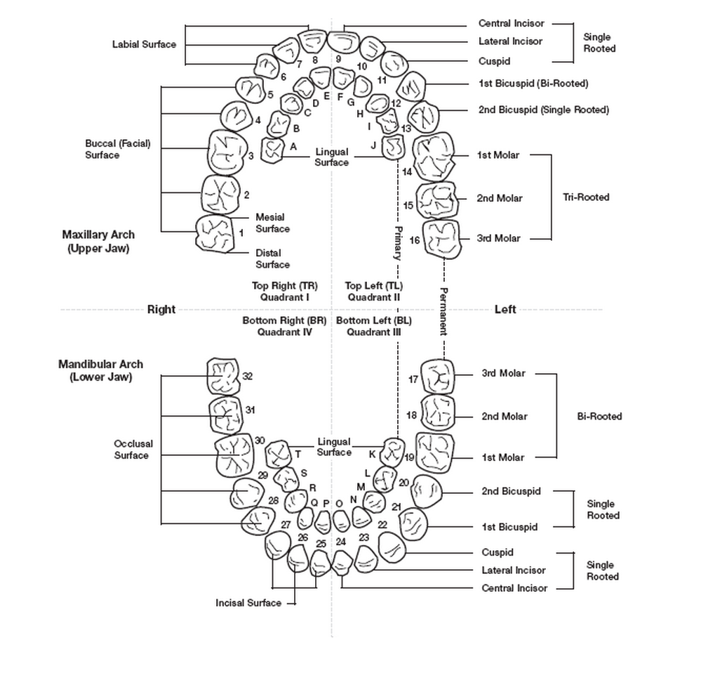 International Tooth Numbering System Chart