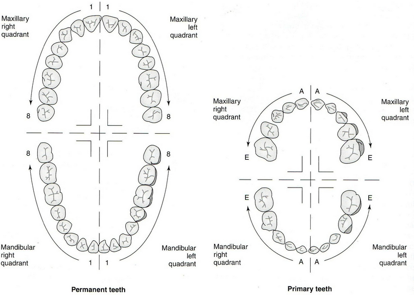 teeth numbers on dental chart