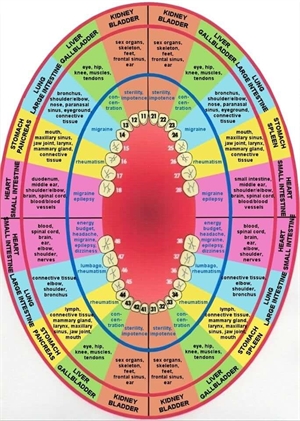 Meridian tooth chart. Teeth to organs relationship