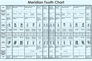 Meridian tooth chart represents connection between human organs and teeth