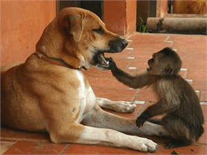 Best teeth jokes and quotes