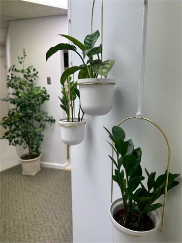 Comforting indoor garden at Florham Park Smile Lounge