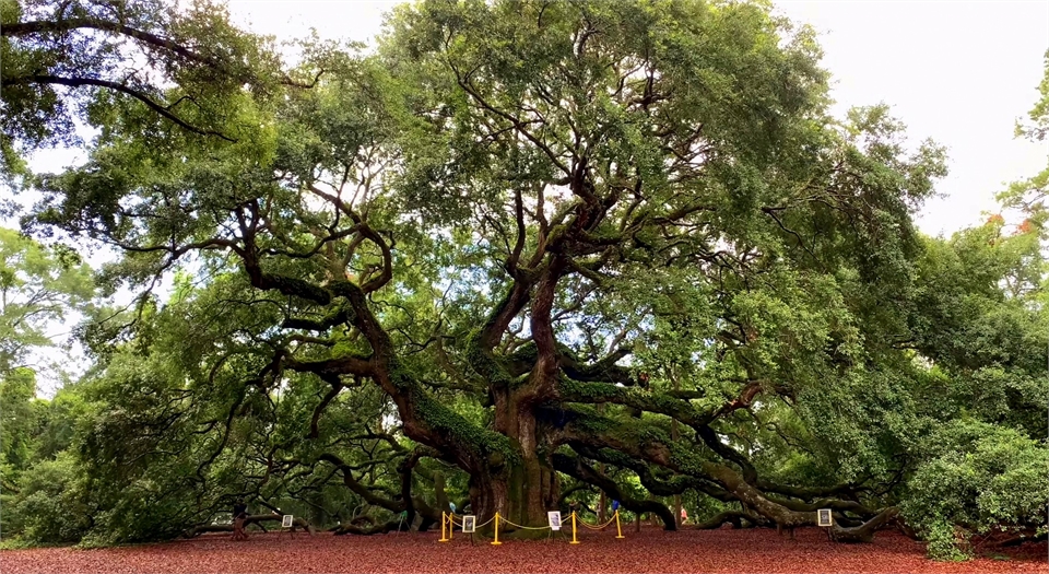 Johns Island dentist Stono Dental Care at 13 minutes drive to the north of Angel Oak Tree