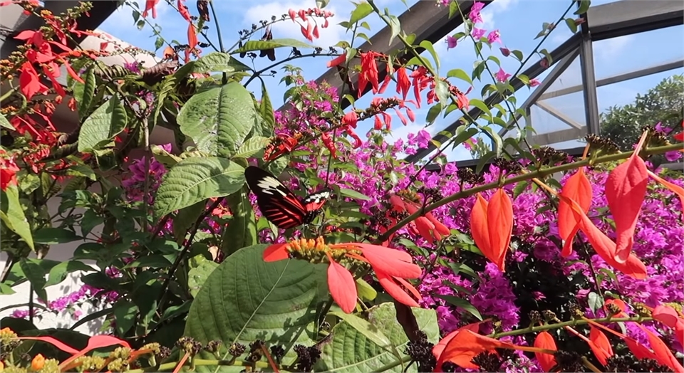 Butterfly World at 12 miles to the north of Smile Design Dental of Fort Lauderdale