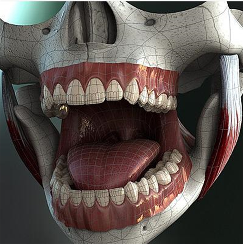 Dental Anatomy
