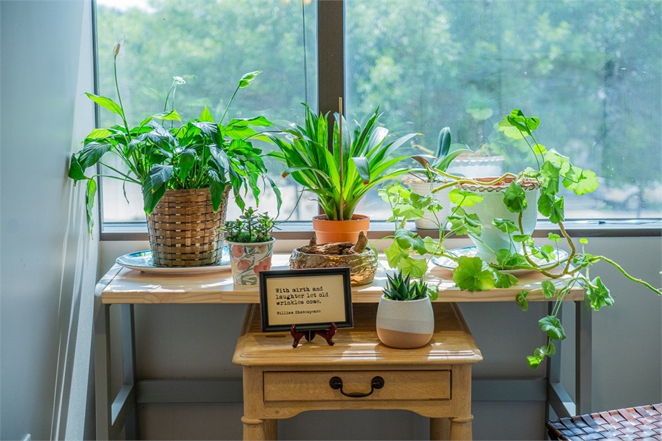 Indoor garden at Austin dentist office Brilliant Smiles