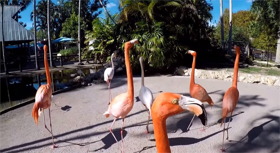 Flamingo Gardens at 14 minutes drive to the northwest of Davie dentist One Dental Studio