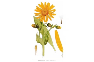 Arnica – Homeopathic remedy for toothache