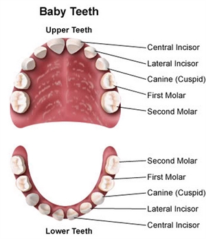 Primary teeth classification