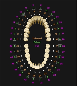 Tooth numbering systems used by dental professionals worldwide to locate the tooth number. Also known as tooth notation systems.