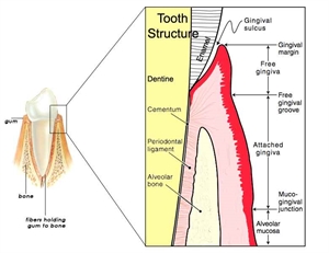 Gingival sulcus of the tooth