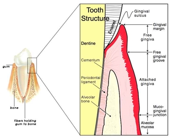Gingival sulcus of the tooth