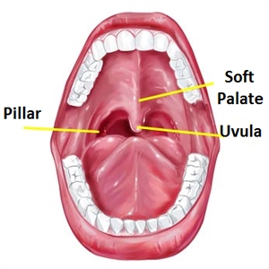 Uvula