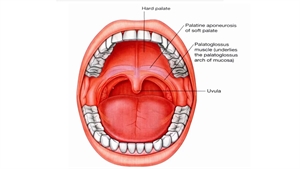 Palate is also known as the roof of the mouth