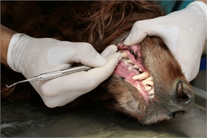 Vet dentist performing dental clean for dog. Scale and polish for dogs removes the tartar buildups and prevents gingivitis and gum disease