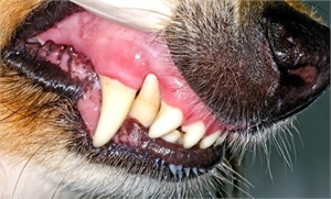 Gingivitis in Dog