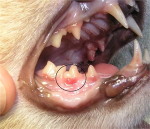 Gum Disease and Gingivitis in Dog