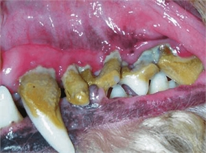 Tartar buildups in dog with gingivitis