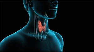 Thyroid gland is situated at the base of the neck. It is approximately two inches long and lies below the prominence of cartilage called the Adam’s apple.