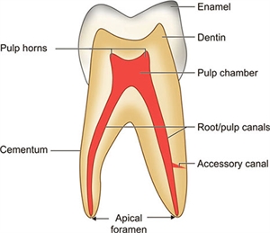 Dental pulp horns anatomy