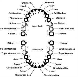 Which tooth is connected to which organ in accordance with meridian tooth chart