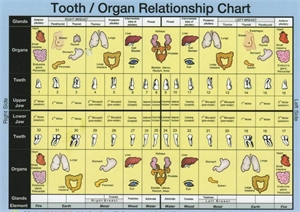 Tooth notation linked with body organs represents the Meridian tooth chart