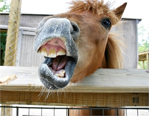 What Does an Equine Dentistry Exam Involve?