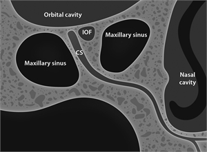 Anatomy of canalis sinuosus