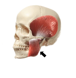 The Masseter Muscle