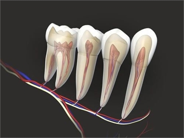 Do teeth have nerves?
